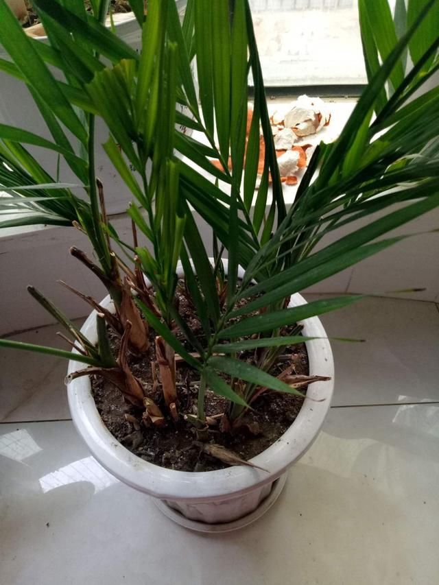 度过■最坚挺的植物就属散尾葵，一年四季不黄叶，给点水就绿得晃眼！