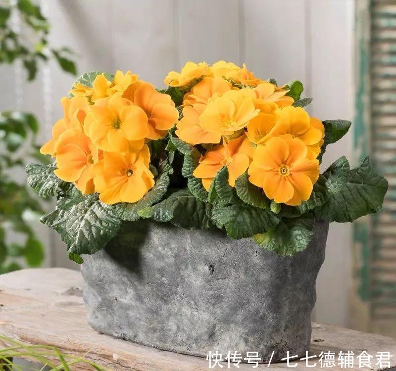  [冬季室内]离过年只剩十几天，这15种花年味十足，再不准备就迟了
