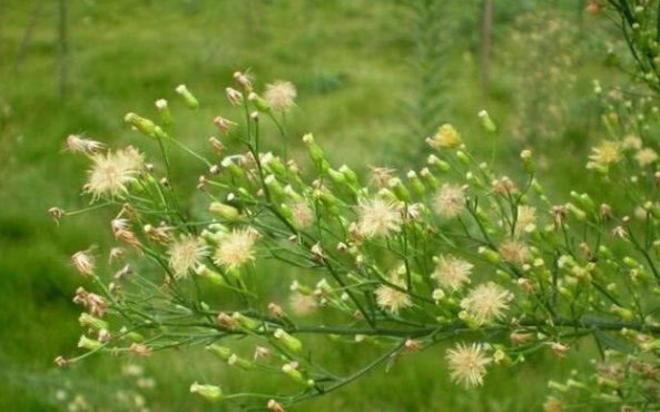 「消失」农村一种野草，曾在农村泛滥，如今却逐渐消失，成了稀