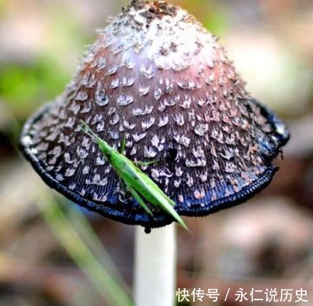 农村草地上的这种野味，长得像“鸡腿”，据说价值很珍贵