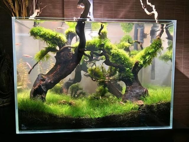  「养草」从养鱼到养草，从雨林缸到水陆缸 | 10年水族之路
