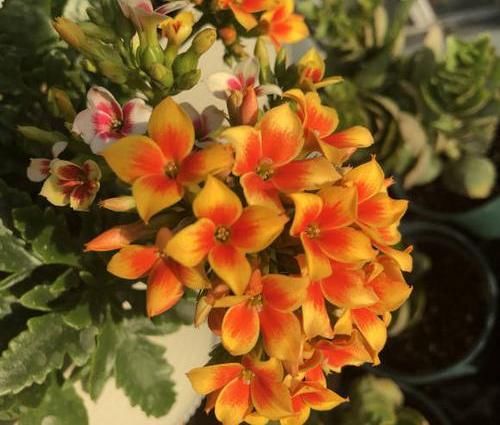  长寿花的花■长寿花开败了，剪剪枝，晒足太阳，喂点“薄肥”，还能接着开