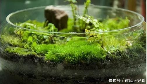 『呵护』苔藓地表塑型师,可萌呵护母爱语