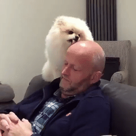  『主人』活久见，狗狗舔光头舔上瘾了，不让舔还生气