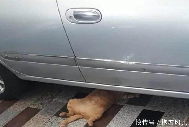 修理厂偶遇橘猫,咋一眼看去还以为猫在修车,喵