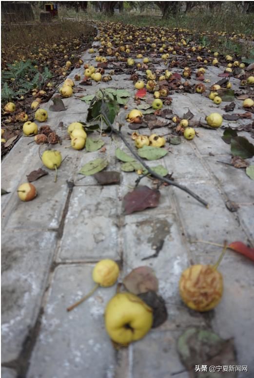  中卫@蔫在枝头，烂在地里！中卫南长滩千亩经果无人采摘，自生自