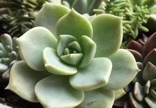  露养■多肉露养好时节：扔外面，1个月没管，美得跟整容了一样！