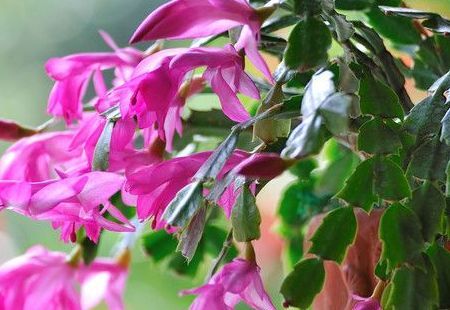  养花：客厅养花就选这几款，花期长花色艳，年后枝头爬满崽，美爆了