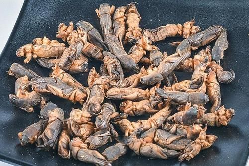  「庄稼」祸害庄稼力气大，以前被人讨厌，如今80块一斤，人称“