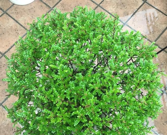  带香味@这花就是“活香水”,摆客厅,空气更清新!