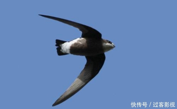 其他动物的活动