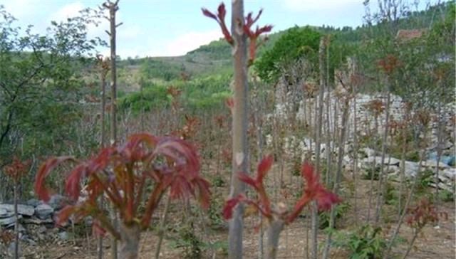  香椿树：农村这树价值很高，农民却每年下狠手，砍到剩光秃树干