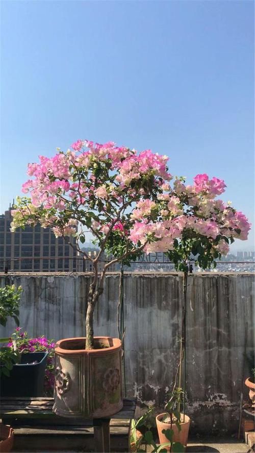  『三角梅』“三角梅”这样养，开花比叶子还多，简直太美了