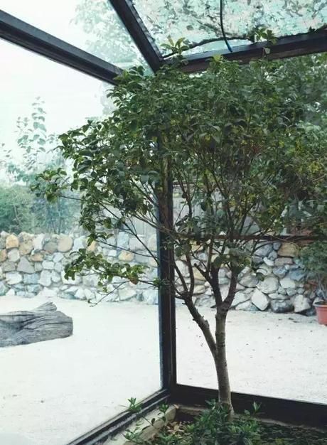  『小院』20多岁的年龄差距，却把一个破烂的农家小院变成了“桃花源”