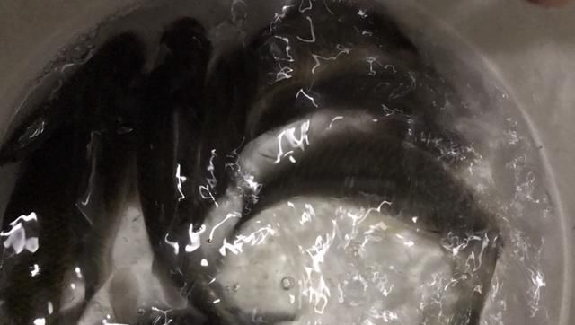 『凌晨』凌晨出发,酒米蚯蚓准备好,鲫鱼妹妹终上钩!