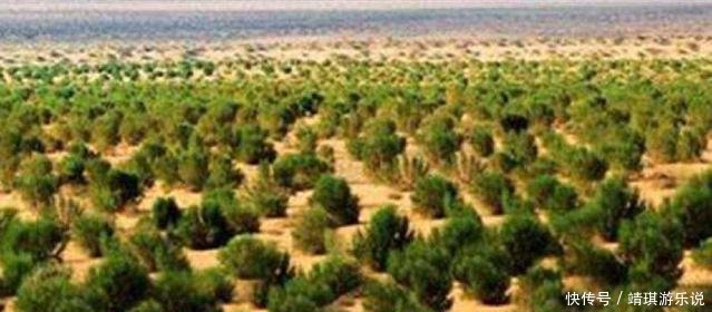 一首《沙漠骆驼》火了，却毁了梭梭树，下一个被破坏的景点在哪