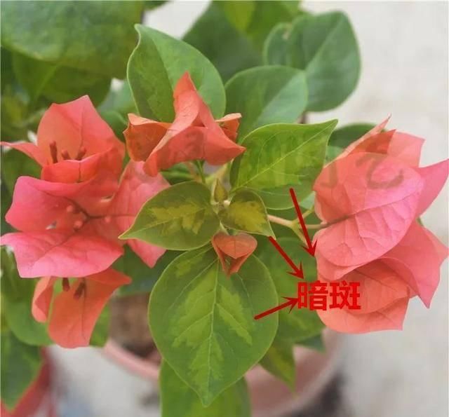「暗斑夕阳红」这13种三角梅被称“开花机器”小苗就不断开花,适合阳台盆栽