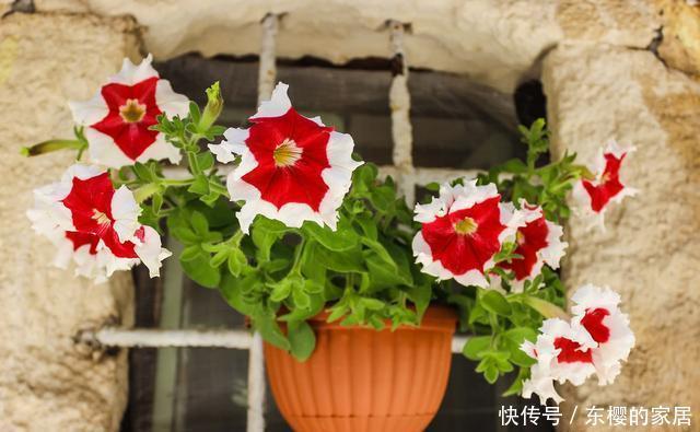 回家|花市买回家的花总是养死?其实是这几个“小动作”做错了,要注意