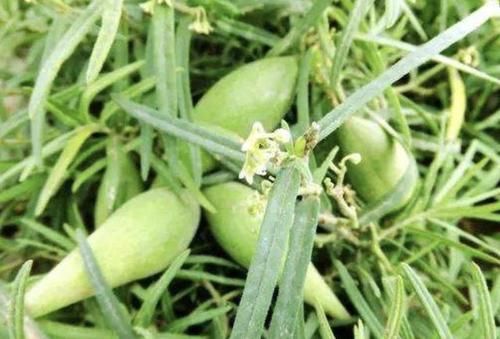  「不少」1种瓜奇特，像翠绿的“鼓包”，被称为“地稍瓜”，碰见别乱摘！