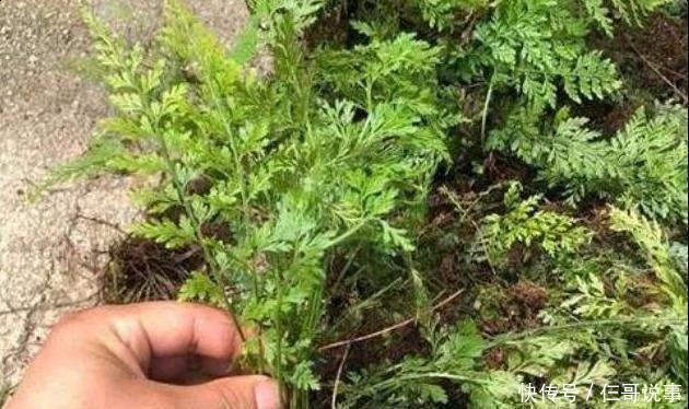  解毒药|农村一种植物，被称为“万能解毒药“，遍地随处可见却无