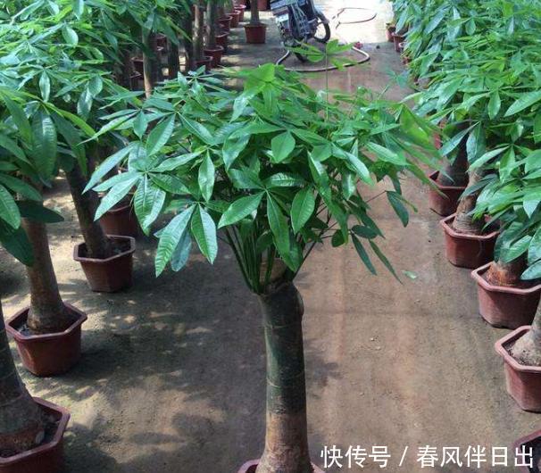  买到|发财树换盆，做好“关键”1步，不烂根，不烂叶，后期养护很简单