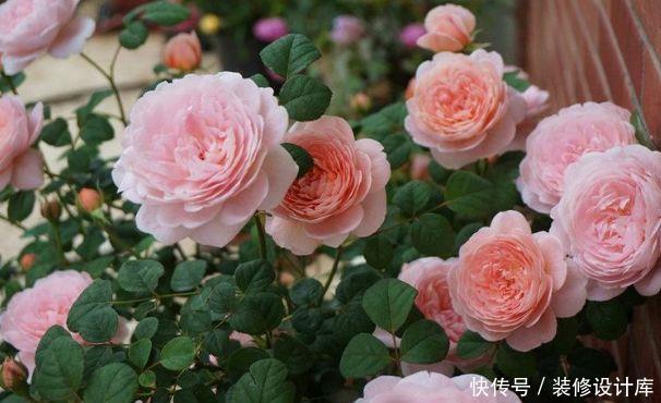  「海棠」好养易爆盆的“5种花”，阳台养几盆，直接开成百花园，人见人爱