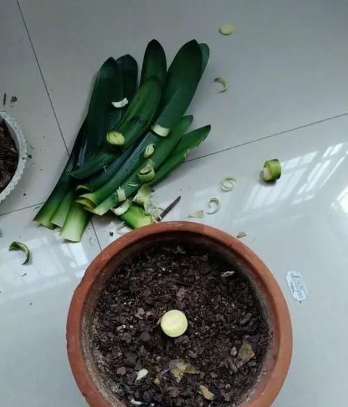 绿萝■黄叶快死的五种花卉,狠狠给它剪秃了,过几天呼呼长出一大堆