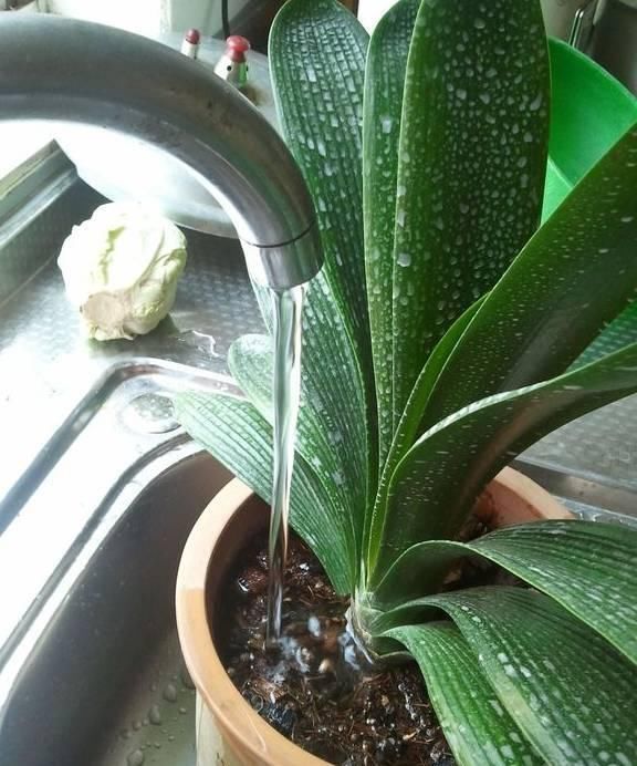  【盆土完全干】啥花都养不好？1种情况“最有可能”：好花都是浇死的！