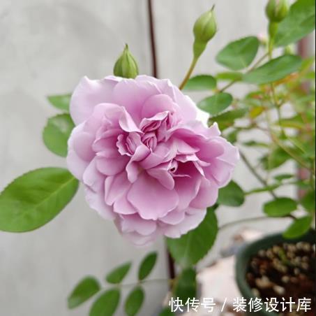  【漂亮】适合新手养护的5种花，粘土就能活，浇水就爆盆，开花漂亮香味浓