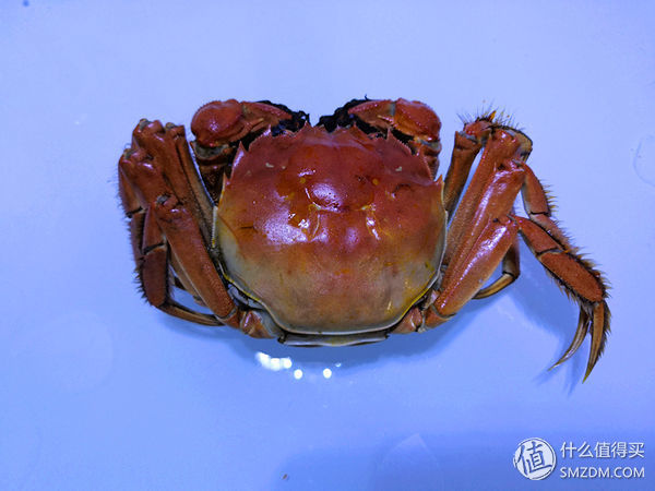 任你天花乱坠，简单一试，我就知道这大闸蟹值不值得吃!