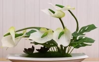  「植株」一帆风顺叶尖发黄变干是怎么回事啊