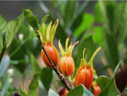  「泡水」东乡种野果，人称“金珠子”！晒干后泡水味道香甜，你