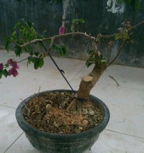  『效果图』只要狠心，没有改造不了的三角梅盆景，看到效果图后太喜欢