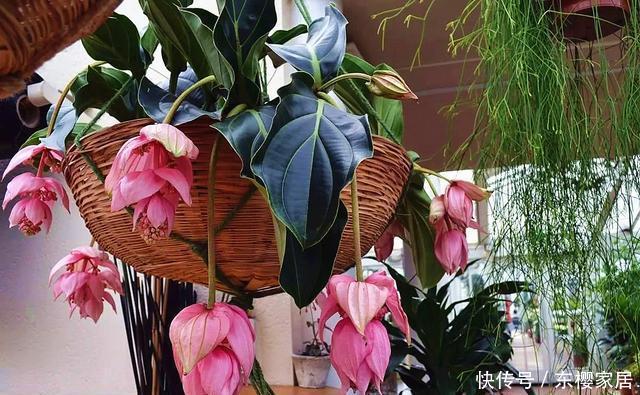 『彩色』“灯笼花”怎么养,注重4点技巧,花色鲜艳如彩色“灯笼”高高挂