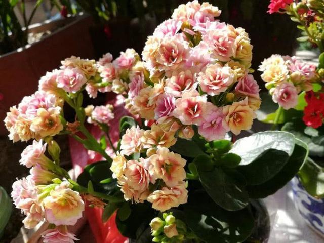  『花盆』需“穷养”的5种花，用小花盆，少浇水，越长越喜人