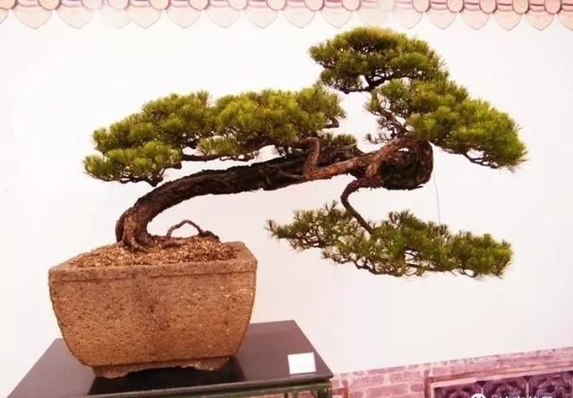 盆景大师都爱玩，山松会否成为下一个热点？