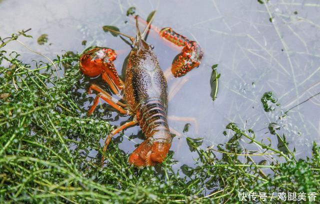 那么多小龙虾的负面传言是真的吗？爱吃小龙虾的你快来了解一下，