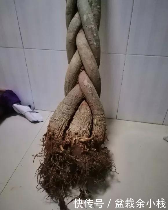 「家里」家里4种花,就要饿着养,盆小少浇水,反而长得好!