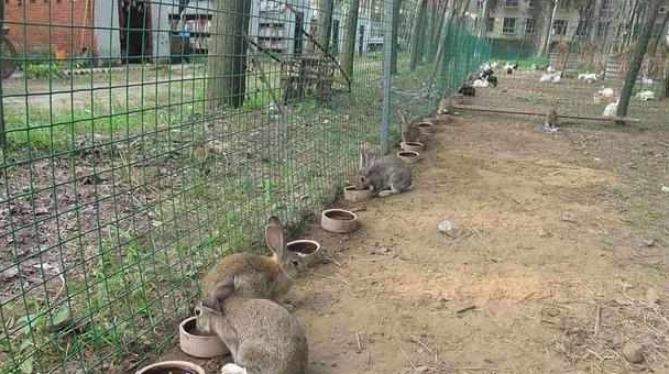 农村90后小伙不去打工，在山里搞养殖，一年收入40多万