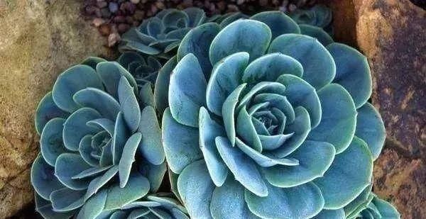  「属多肉植物」推荐八种高颜值多肉，好看又好养