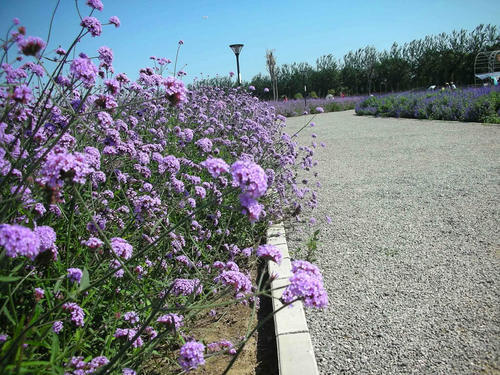 这种花很漂亮，可盆栽做盆景，晒干22元一斤，有农民靠它发财