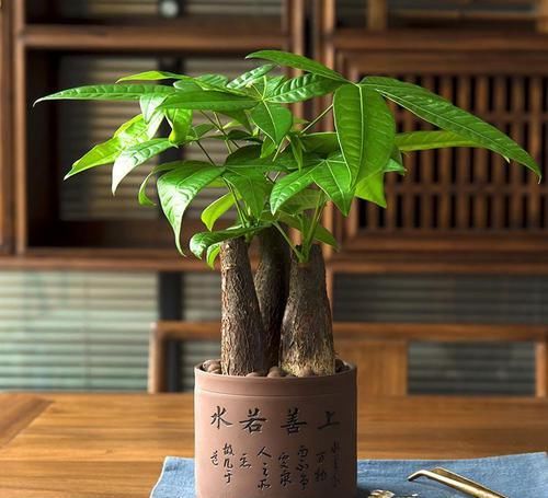  【种植】花卉种植技术：种植发财树如何浇水才正确，往哪浇水怎么浇水法？