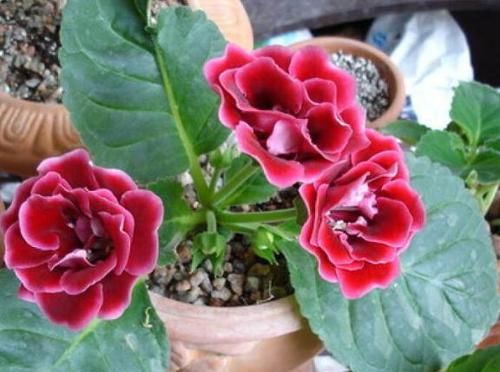  『季花』盆栽花卉，我只养“这3种”，放在小阳台，一年365天轮着开，特美