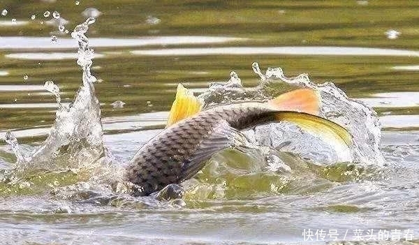 『些地方』新手钓鲤鱼首先选择的六个钓鱼位置!