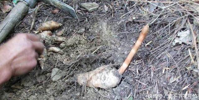 农村大爷山里挖这种无叶无根的植物，每月能赚一万多