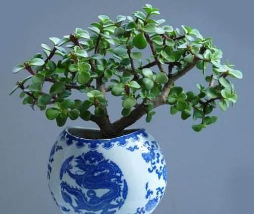  爆满■金枝玉叶晒伤了？换个位置养，3天复元气，泼泼辣辣爆满盆