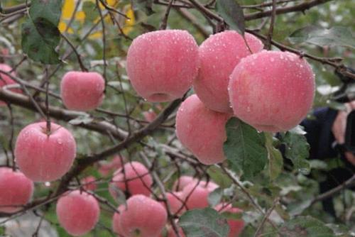 中国这座城市以出产黄金闻名，被誉为“中国金都”，你知道是哪吗