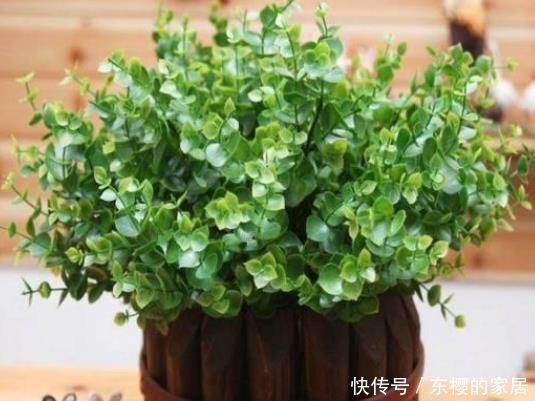  舒适：这3种绿植小白养最适合，好看还能净化空气，放在家里实用又舒适