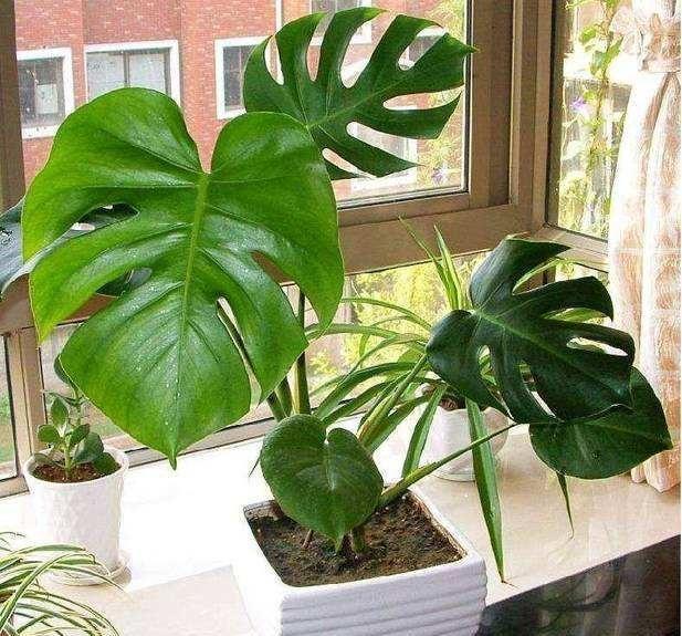  『盆栽』小盆栽养成树，当成传家宝都不为过，搬家都费事