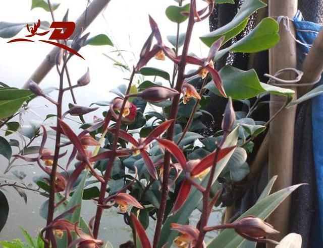  浓郁|兰花不只有大凤素，这款也有神韵，香味浓郁，养护简单，值得入手